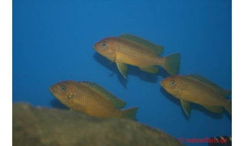 Pseudotropheus membe deep